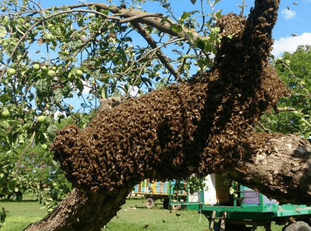 Що являє собою бджолиний рій?
